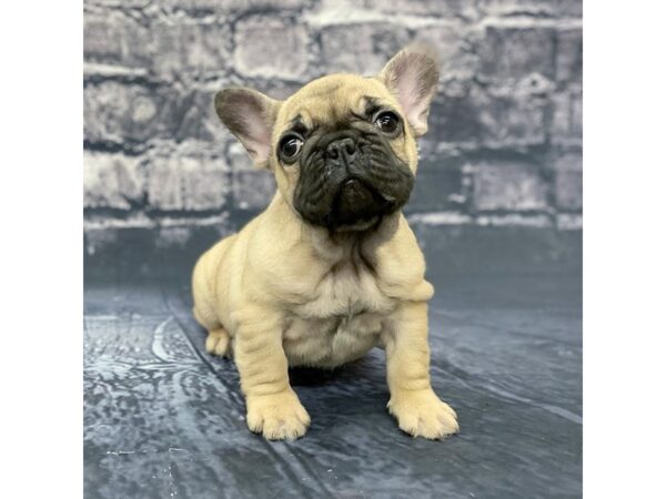 Frenchton-DOG-Male-Fawn-15651-Petland Chillicothe, Ohio