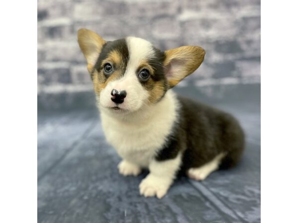 Pembroke Welsh Corgi DOG Male Black 15650 Petland Chillicothe, Ohio