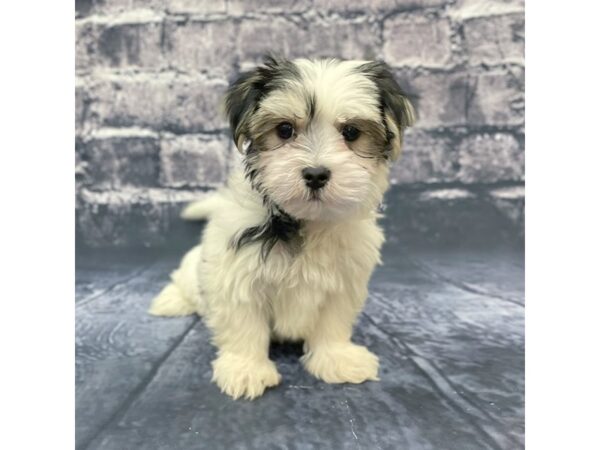 Shorkie DOG Female Black White / Tan 15647 Petland Chillicothe, Ohio