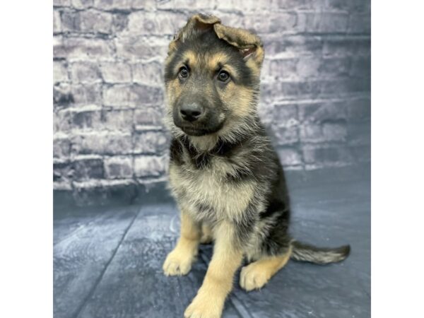 German Shepherd Dog DOG Female Black / Tan 15646 Petland Chillicothe, Ohio