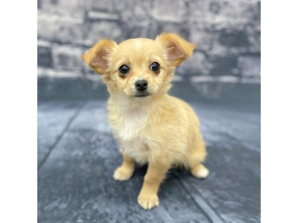 Chihuahua DOG Female Fawn 15645 Petland Chillicothe, Ohio