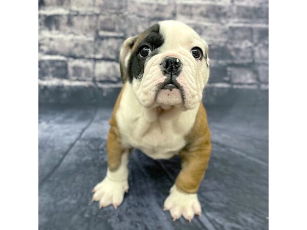 Bulldog DOG Male Red / White 15644 Petland Chillicothe, Ohio