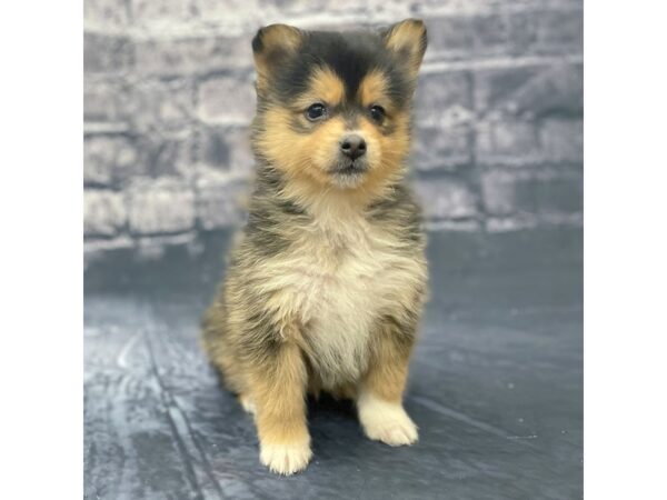 Pomsky-DOG-Female-BLK TAN-15643-Petland Chillicothe, Ohio