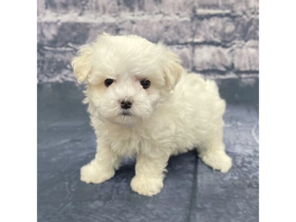 Maltese DOG Female WH 15642 Petland Chillicothe, Ohio