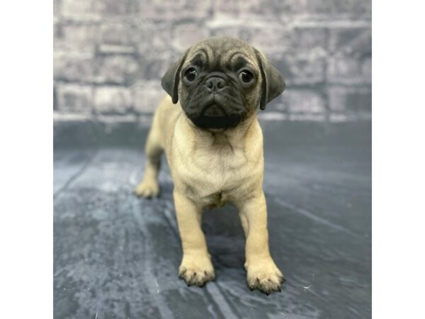 Pug Puppy FAWN ID 15641 Located at Petland Chillicothe Ohio