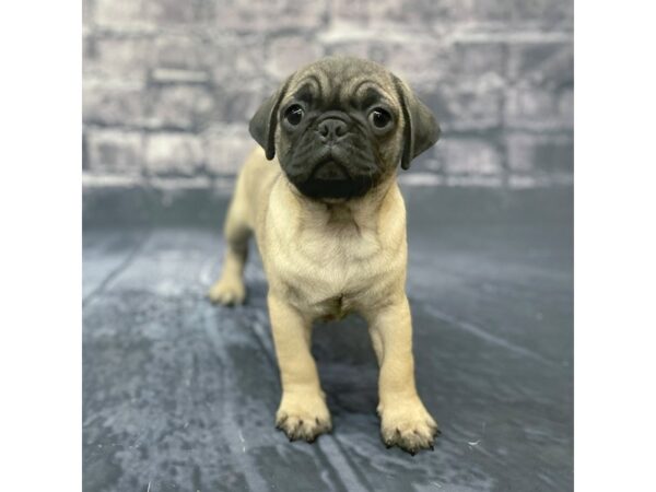 Pug DOG Male FAWN 15641 Petland Chillicothe, Ohio