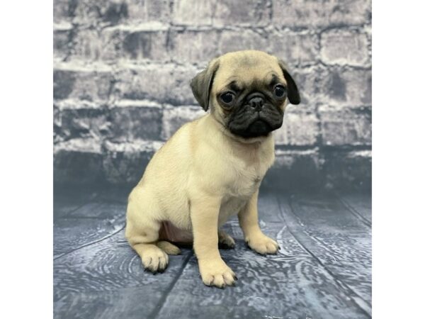 Pug DOG Female FAWN 15640 Petland Chillicothe, Ohio