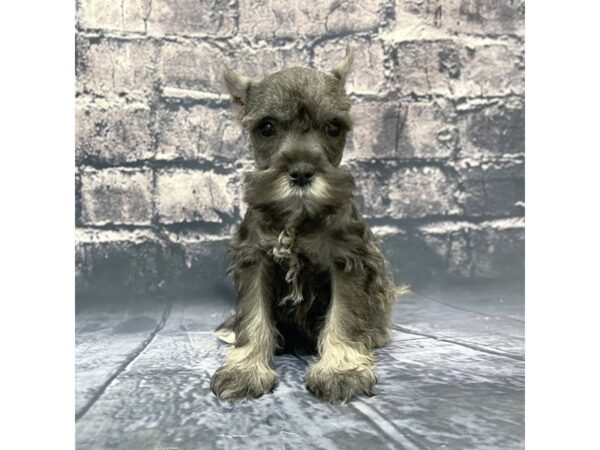 Miniature Schnauzer DOG Male SALT PEPPER 15639 Petland Chillicothe, Ohio