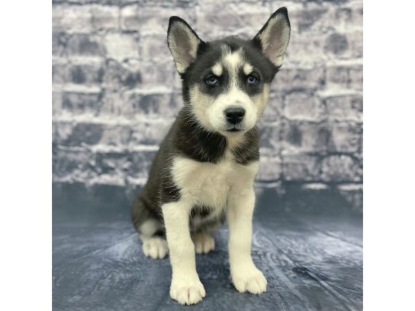 Siberian Husky DOG Female Black White 15636 Petland Chillicothe, Ohio