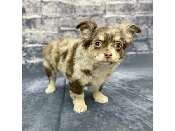 Chihuahua DOG Male Chocolate Merle 15648 Petland Chillicothe, Ohio