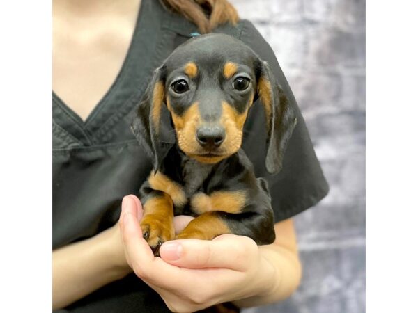 Dachshund DOG Female Black / Tan 15654 Petland Chillicothe, Ohio