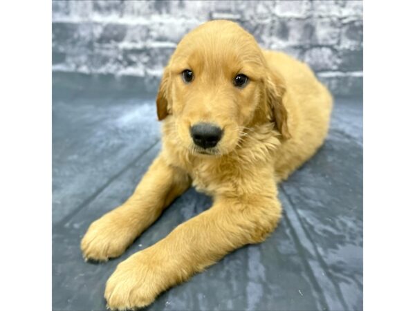 Golden Retriever DOG Male Golden 15656 Petland Chillicothe, Ohio