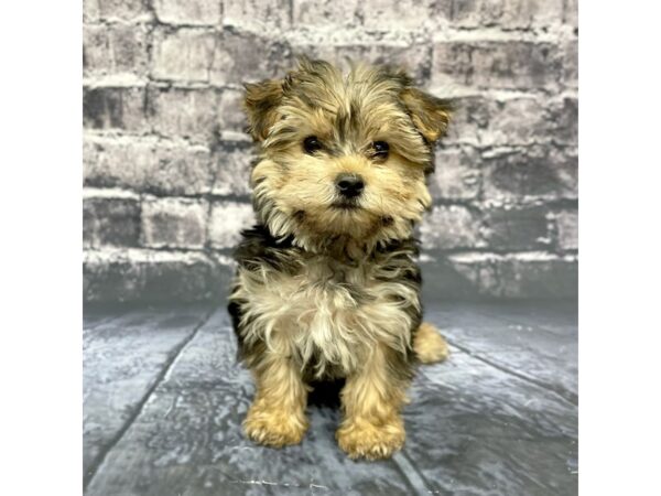 Morkie-DOG-Female-Black / Tan-15658-Petland Chillicothe, Ohio