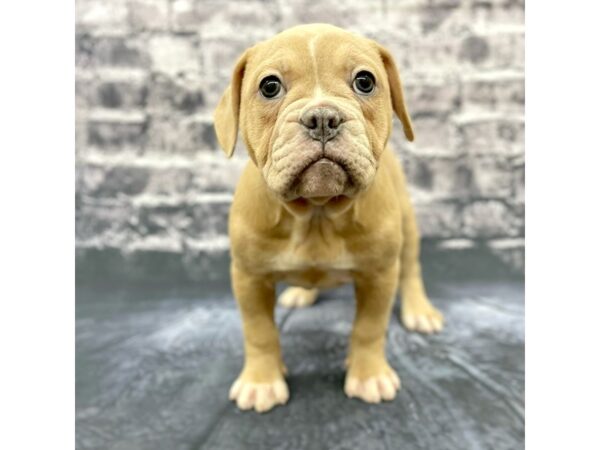 Old English Bulldog Mix-DOG-Female-Blue Fawn-15665-Petland Chillicothe, Ohio