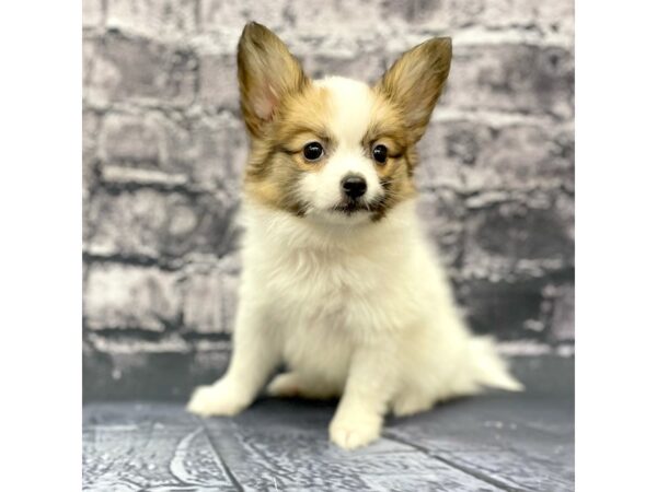 Papillon DOG Female SABLE WH 15666 Petland Chillicothe, Ohio