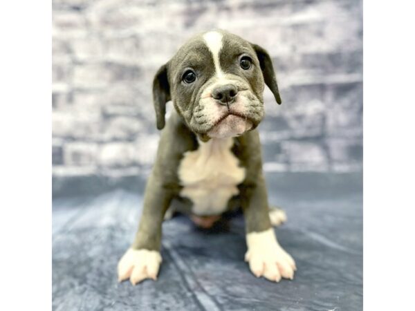 Old English Bulldog Mix-DOG-Male-Blue Pied-15668-Petland Chillicothe, Ohio