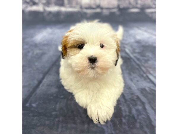 Lhasa Apso-DOG-Female-BROWN WHITE-15663-Petland Chillicothe, Ohio