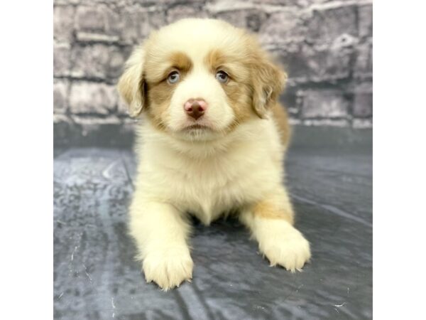 Miniature American Shepherd DOG Male RED MERLE 15662 Petland Chillicothe, Ohio