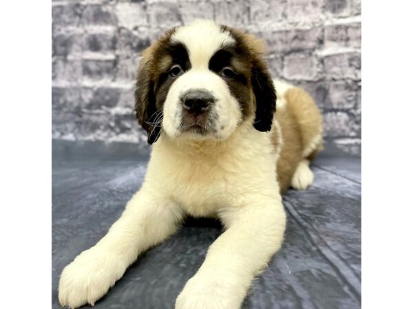 Saint Bernard DOG Female Sable & White 15660 Petland Chillicothe, Ohio