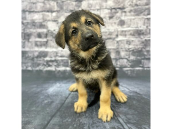 German Shepherd DOG Male Black & Tan 15684 Petland Chillicothe, Ohio