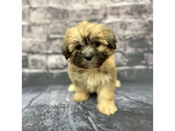 Teddy Bear-DOG-Female-BRN WH-15683-Petland Chillicothe, Ohio