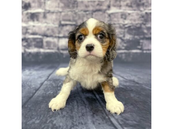 Cavalier King Charles Spaniel-DOG-Female-BLUE MERLE PARTI-15682-Petland Chillicothe, Ohio
