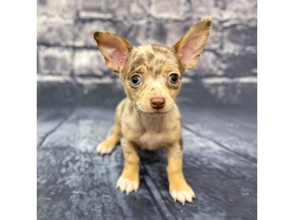 Chihuahua DOG Male choc merle 15681 Petland Chillicothe, Ohio