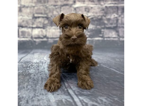 Miniature Schnauzer DOG Female CHOC 15680 Petland Chillicothe, Ohio