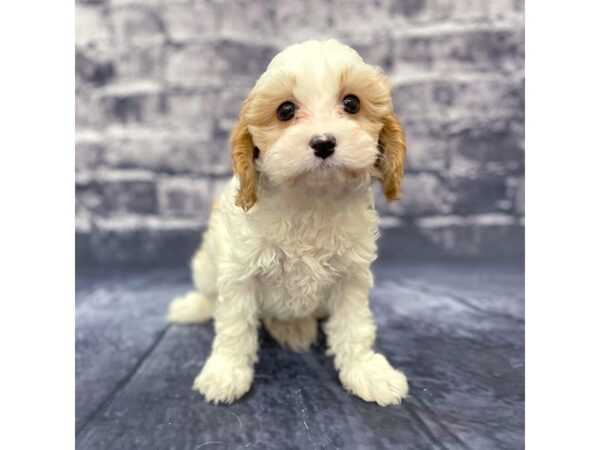 Cavapoo DOG Male Red / White 15678 Petland Chillicothe, Ohio