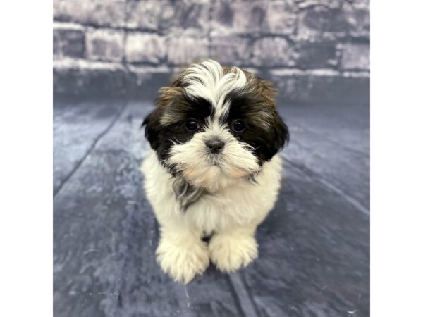 Shih Tzu DOG Female Red / White 15676 Petland Chillicothe, Ohio