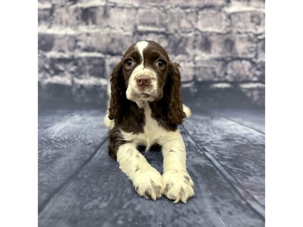 Cocker Spaniel DOG Female Chocolate / Tan 15675 Petland Chillicothe, Ohio