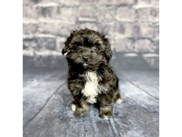 Maltipoo DOG Male Black 15698 Petland Chillicothe, Ohio