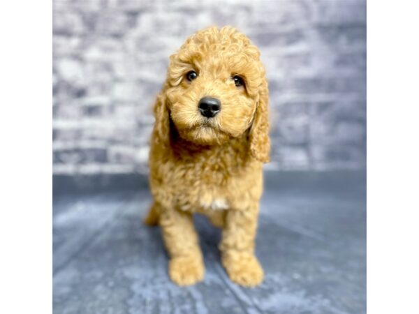 Goldendoodle Mini-DOG-Male-Red-15697-Petland Chillicothe, Ohio