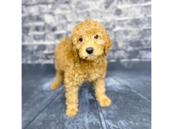 Goldendoodle Mini-DOG-Female-Red-15696-Petland Chillicothe, Ohio