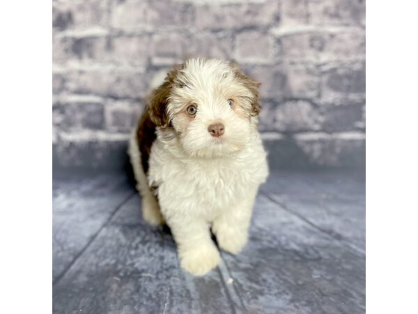 Havanese DOG Male Chocolate 15695 Petland Chillicothe, Ohio