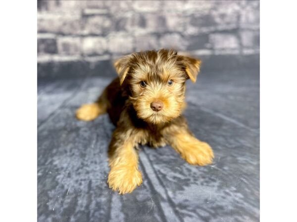 Yorkshire Terrier DOG Male BLK TAN 15687 Petland Chillicothe, Ohio