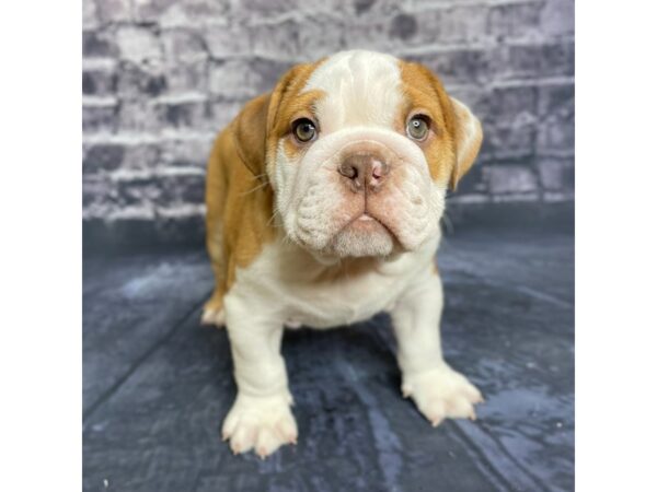 English Bulldog DOG Male BRN WH 15690 Petland Chillicothe, Ohio