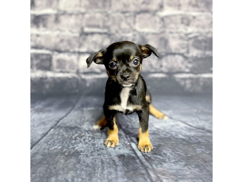 Chihuahua Puppy BLK TAN ID:15688 Located at Petland Chillicothe, Ohio
