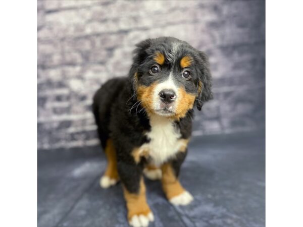 Bernese Mountain Dog DOG Male Black Tan / White 15693 Petland Chillicothe, Ohio