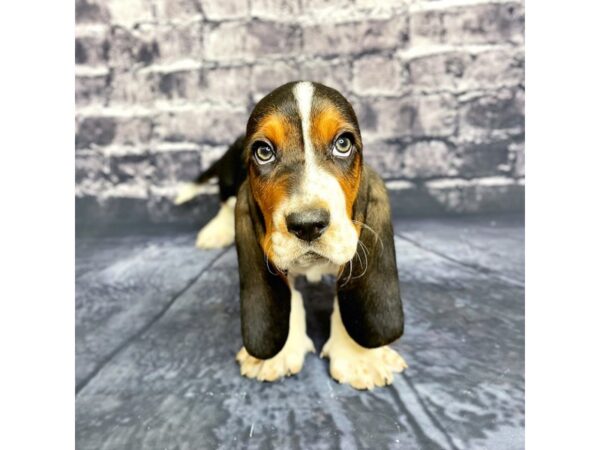 Basset Hound DOG Male Tri 15691 Petland Chillicothe, Ohio