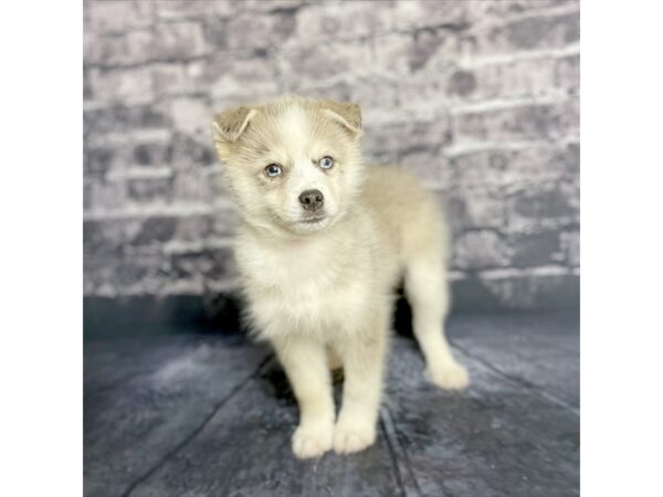 Pomsky DOG Male Agouti / White 15713 Petland Chillicothe, Ohio