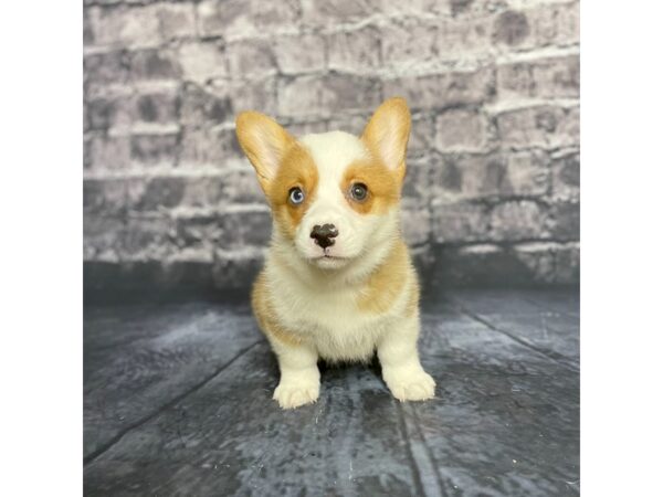 Pembroke Welsh Corgi DOG Male Sable / White 15711 Petland Chillicothe, Ohio