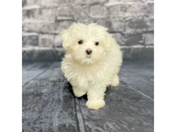 Maltese DOG Female White 15710 Petland Chillicothe, Ohio