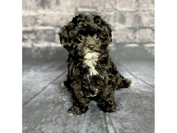 Maltipoo DOG Female Black / White 15707 Petland Chillicothe, Ohio