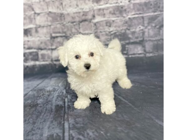 Bichon Frise DOG Male White 15708 Petland Chillicothe, Ohio