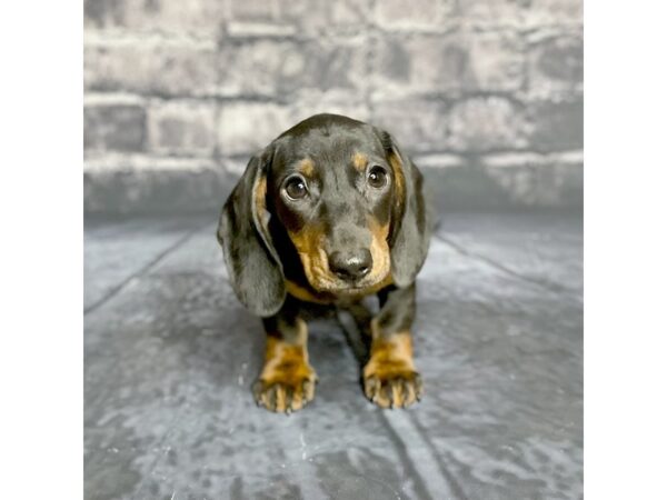 Dachshund DOG Male Black / Tan 15709 Petland Chillicothe, Ohio
