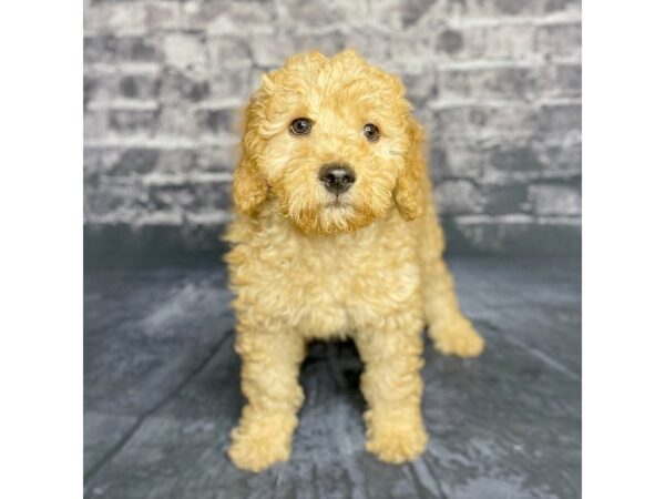 Goldendoodle Mini-DOG-Female-Red-15706-Petland Chillicothe, Ohio