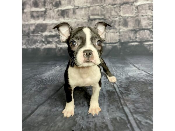 Boston Terrier DOG Female Black / White 15705 Petland Chillicothe, Ohio