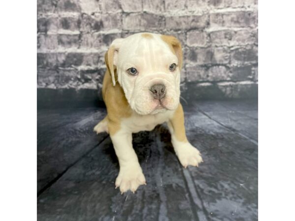 Victorian Bulldoge DOG Male Brown / White 15704 Petland Chillicothe, Ohio