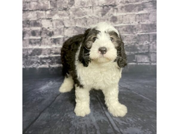 Sheepadoodle Mini-DOG-Male-Black / White-15701-Petland Chillicothe, Ohio